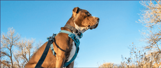 The Ultimate Guide to Choosing the Perfect Dog Harness: Comfort, Safety, and Style