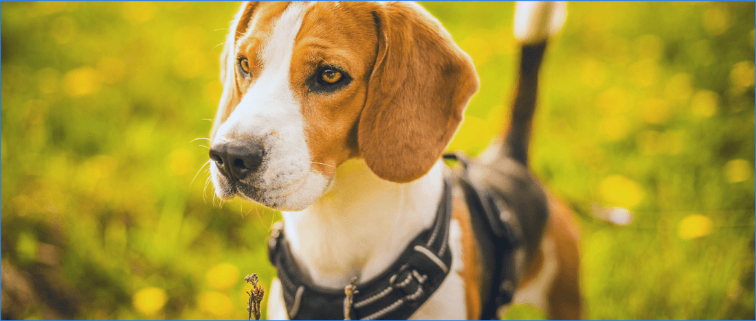 Top Reasons to Switch to Vegan Dog Collars and Harnesses