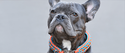 The Benefits of Handmade Dog Collars: Why Quality Matters